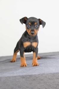 Pinscher Nain (Zwergpinscher)