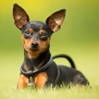 Pinscher Nain (Zwergpinscher)