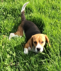 Beagle