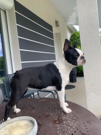 Terrier de Boston (Boston Terrier)