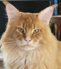 Maine Coon