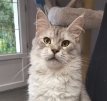 Maine Coon